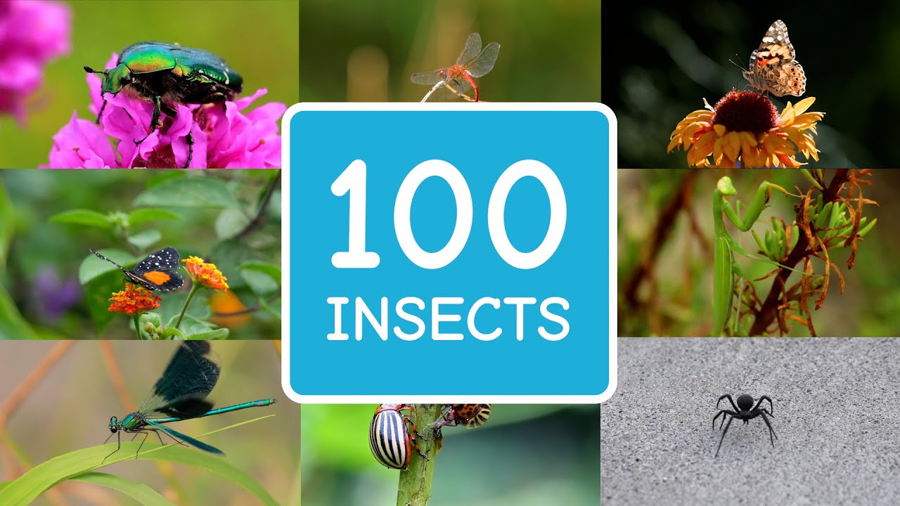 100 Insects in English | Educational Video For Kids, Toddlers & Babies to  Learn English