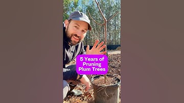 5 Years of Pruning Plum Trees #shorts #pruning #gardening #fruittrees #orchard #growyourownfood