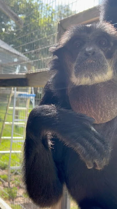 Up close with a siamang #siamang #animals #cuteanimals #primate