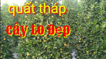 Quất cảnh tết dáng tháp cây chất bán quất tết 2022, quất tết 2022 quất lùm cây đẹp giá quất tại vườn