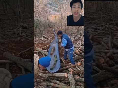 Video: Apakah garisan kayu di atas gunung?