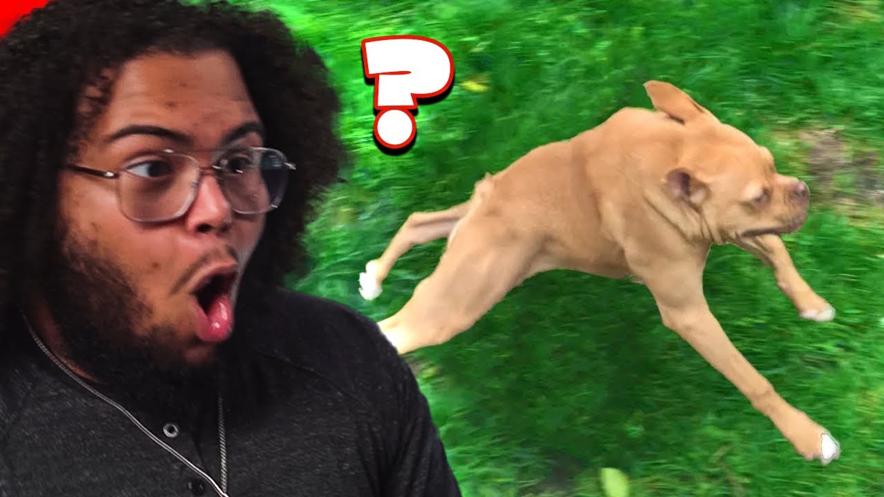 Grizzy REACTS to more Daily Dose of internet