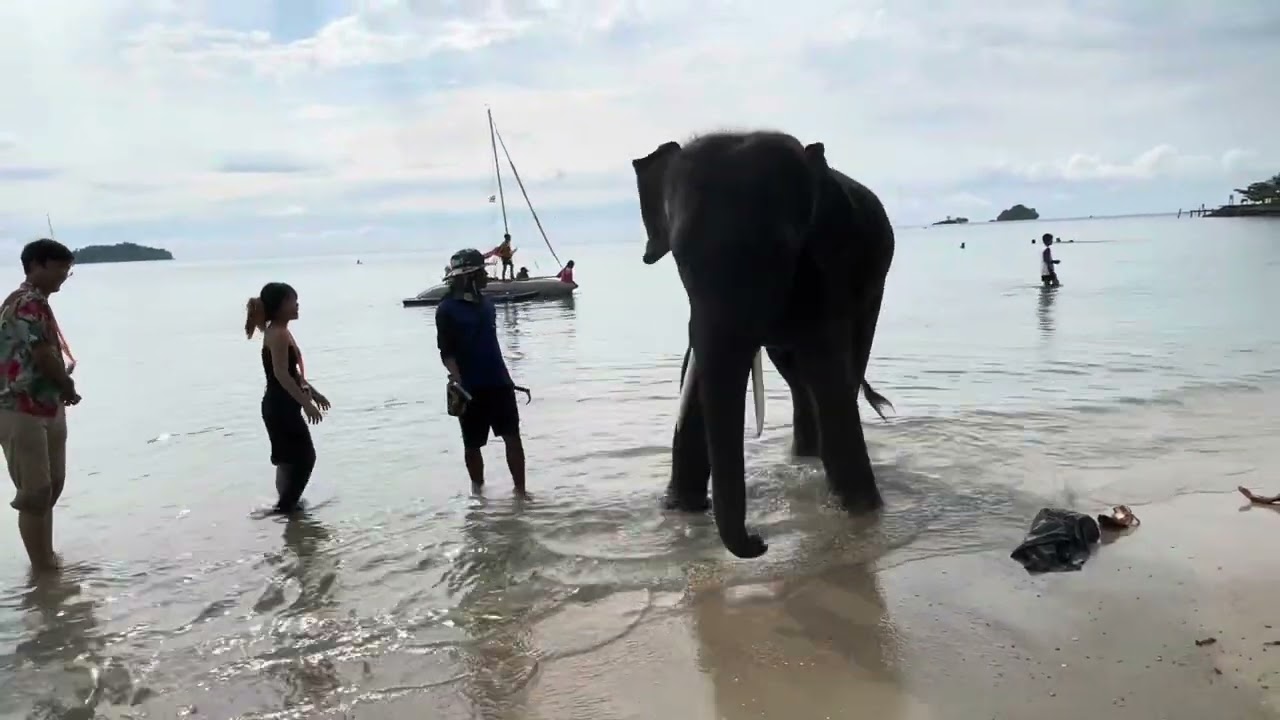 playing with elephant