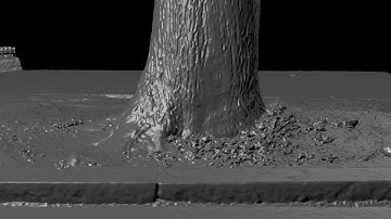 tree trunk scan HD
