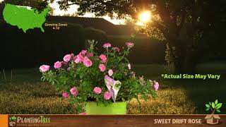 Sweet Drift Rose | Sweet Drift Rose for Sale | PlantingTree™