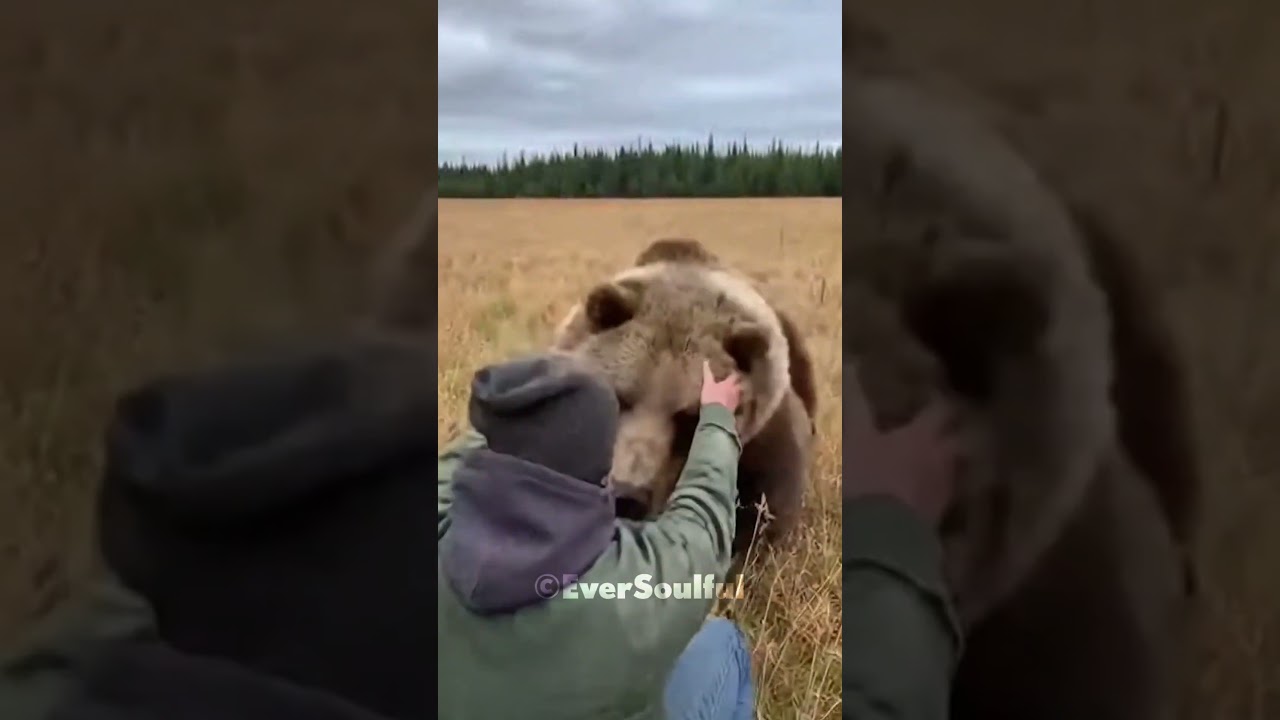 The Grown Bear Recognized the Man Who Raised Him