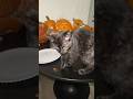 Feeding time #cat #diy #funny