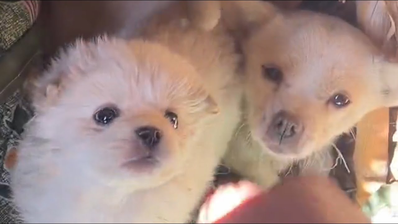 Измученная большими собаками, ее спас мужчина, и она вернулась со своими щенками.