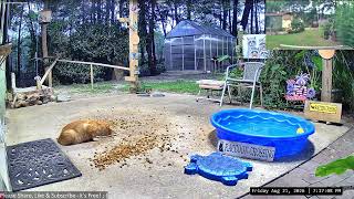 LIVE 24/7 Raccoons, Cats, Backyard Wildlife in SC, USA