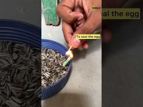 Video: Hvordan å rydde opp duer og fugledråper sikkert