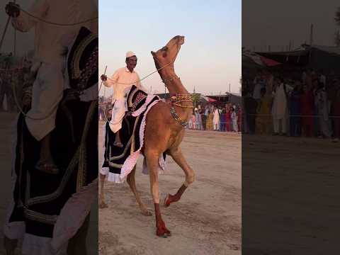 أحضر شاب من القرية جملا إلى المعرض 