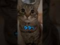 保護猫ピノ本日の「うぅ〜」お喋り訴えるキラキラお目目 #猫 #保護猫