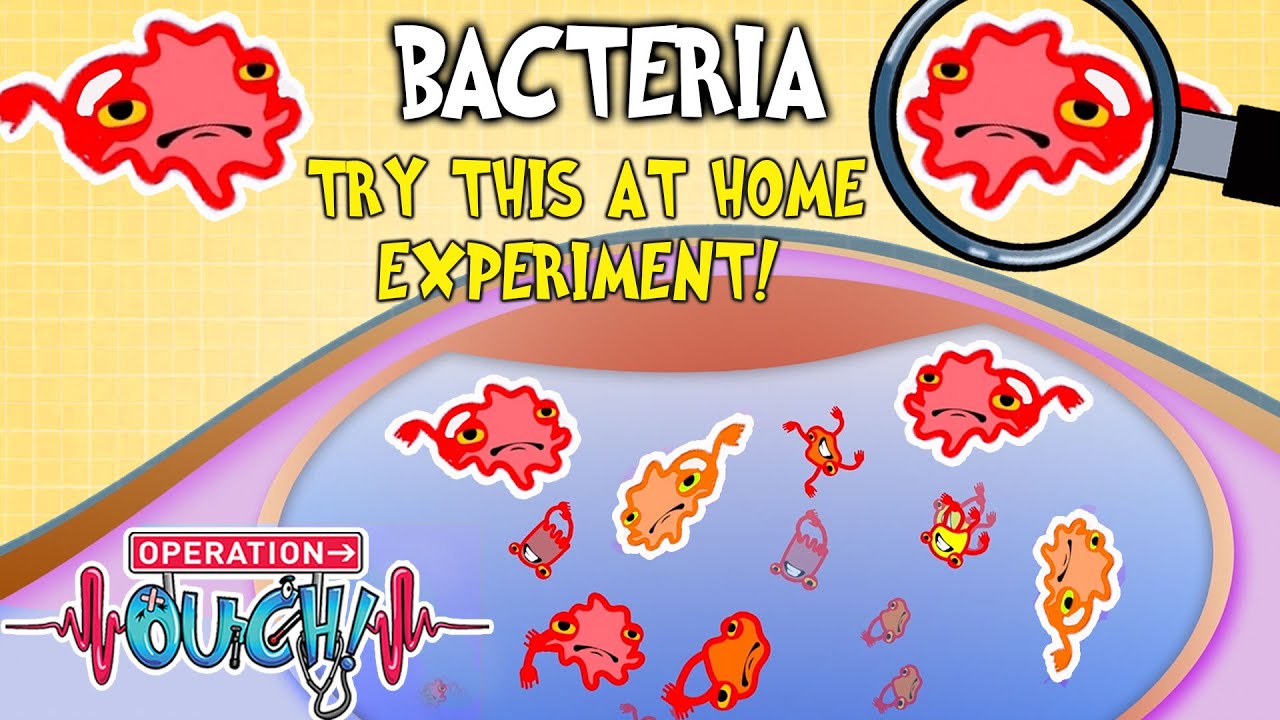 Where Does Bacteria Live in Your Body? 🦠 | Full Episode | Experiments for Kids | Operation Ouch