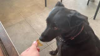 Dog Eats Pickle