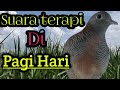 Suara Perkutut Lokal Cocok Untuk Terapi Perkutut Dipagi Hari Pasti Nyautt Mp3 - Mp4 Download