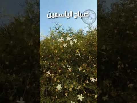 صباح الياسمين الشامي عالمنا