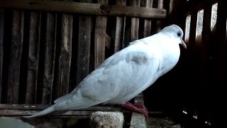 Burung Puter Putih Betina Gacor Cocok Untuk Pancingan Pejantan Macet | Ringneck Dove