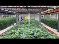 Using Floor/Wall Fans to Add Airflow to a Grow Room