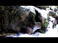 Robert E Fuller: A Weasel's first snow fall. Watch it's pleasure as it pounces in the cold stuff.