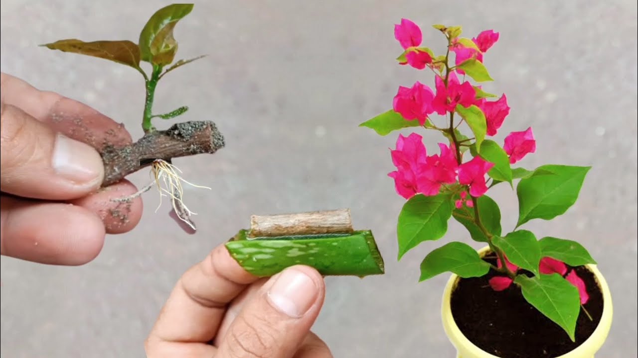 growing-bougenvillea-by-cutting-stems-with-amazing-aloe-vera-effect