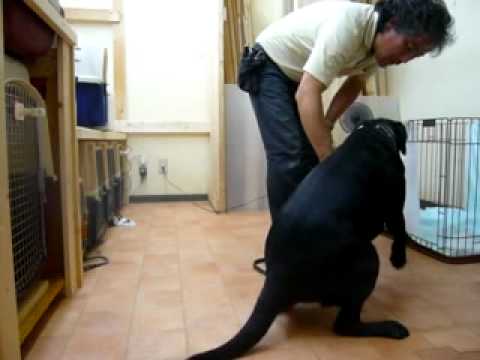 camera iphone 8 plus apk 7月12日 A