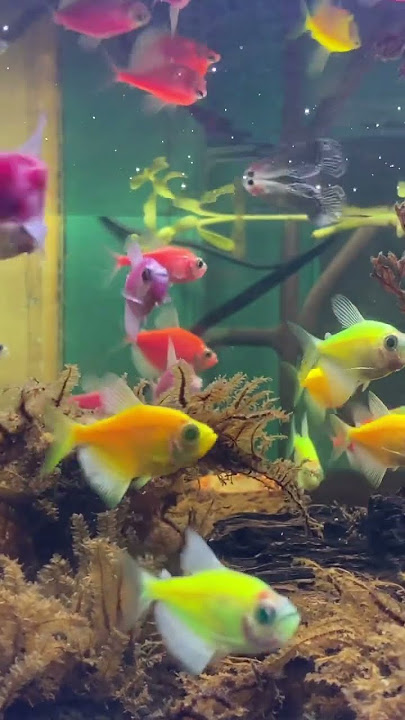ikan hias kecil warna warni #glowfish #fish #aquascapegallery #aquarium