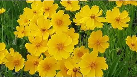 #قراءة للشيخ إبراهيم الأخضر من #سورة التوبة الآيات (1-33)