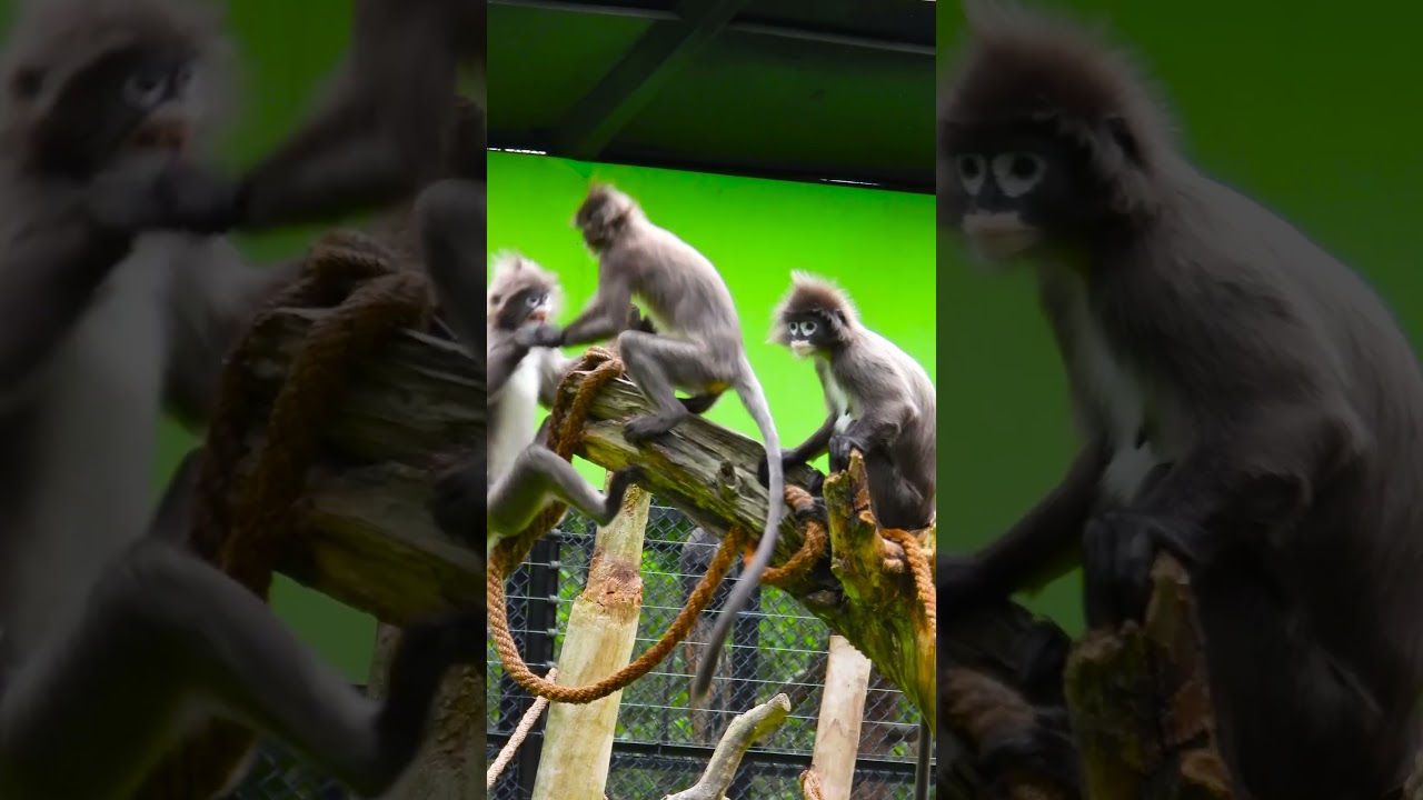 Monkey Wars: The Battle for the Last Banana