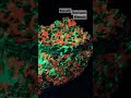 Naturally Fluorescent Minerals