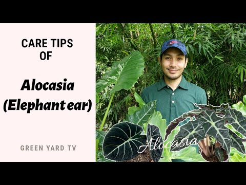 COMMENT PRENDRE SOIN DE ALOCASIA | ELEPHANT OREILLE