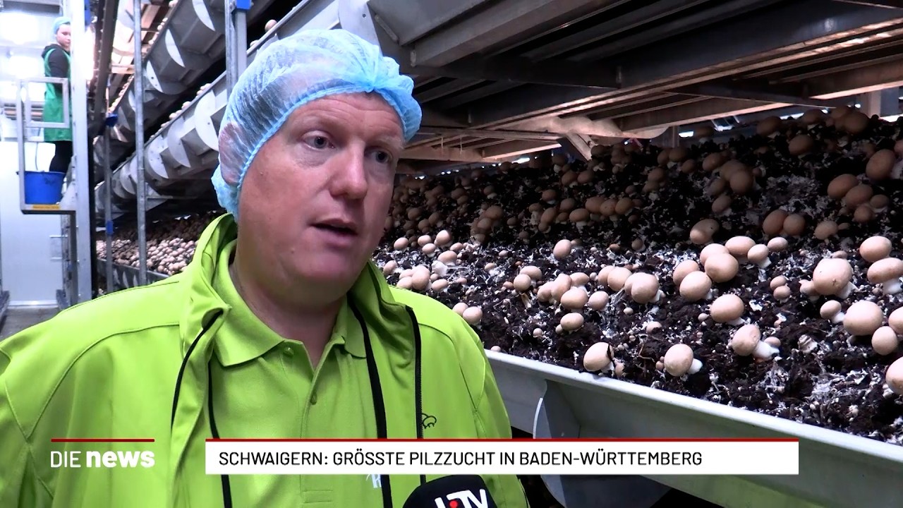 Größte Pilzzucht in Baden-Württemberg