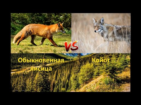 ЛИСА VS КОЙОТ FOX VS COYOTE