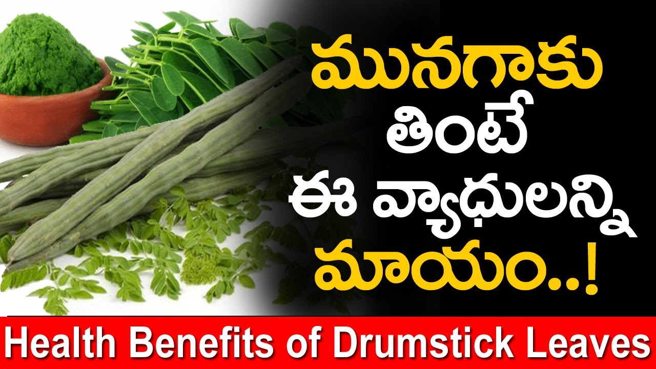 moringa leaves in telugu à°à±à°¸à° à°à°¿à°¤à±à°° à°«à°²à°¿à°¤à°