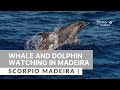 Dolphin and Whale Watching with Scorpio Madeira | Madeira Island