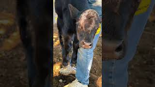 BIG girl got tagged and weighed!๐ฅน๐ฎ BIG girl got tagged and weighed!๐ฅน๐ฎ