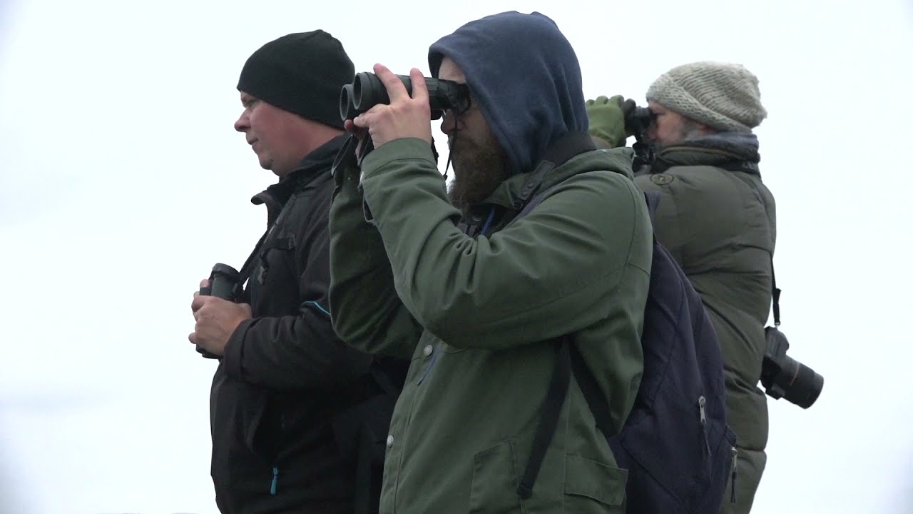 Dokumentärfilm - "Fågelskådarna På Södra Skärgården" - Av Linus Gustafsson