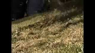 Repairing Winter Lawn Damage Tips - Maple Grove Arbor Committee