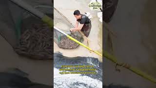 Fishermen use large nets to catch shrimp in the greenhouse and then load them onto trucks