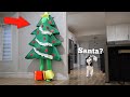 Will My Huskies Notice Me Disguised As Christmas Tree?