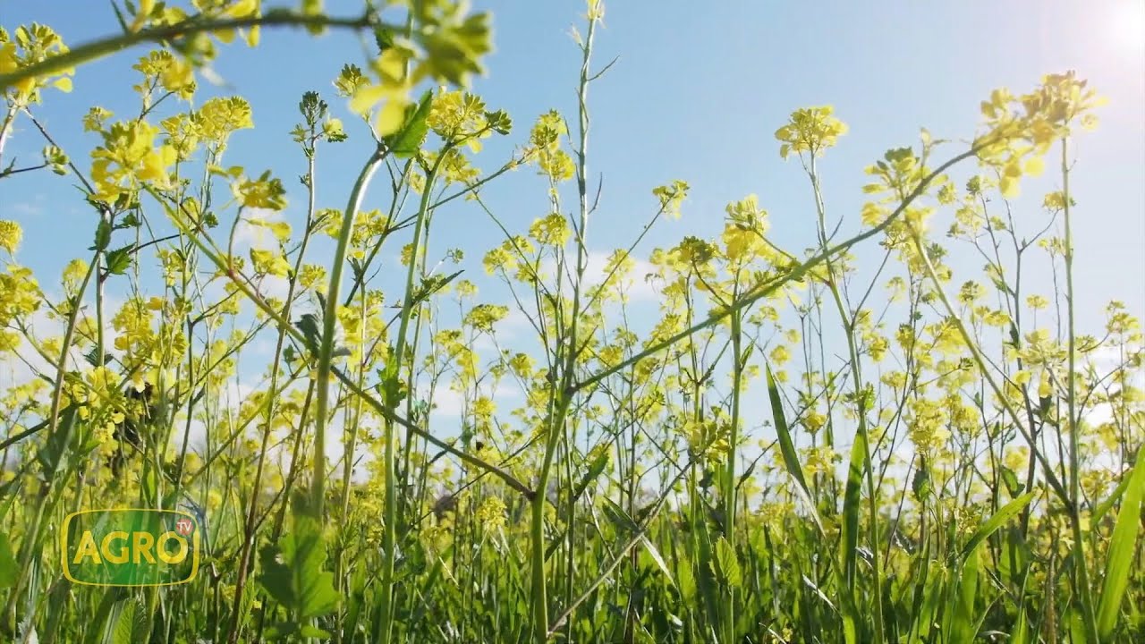 Colza y camelina: la apuesta de Bunge para crecer con los Biofuels (#1045 2023-08-19)