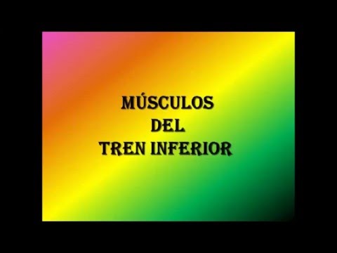 Tren inferior del cuerpo humano