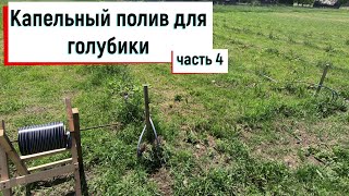 видео: Капельный полив для голубики  Часть 4 картинка: Капельный полив для голубики  Часть 4