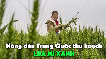Nông dân Trung Quốc thu hoạch lúa mì xanh gây xôn xao