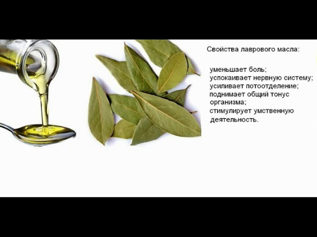 Лавровый лист оливковое масло