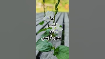 ماتيسر من سورة يس #القرآن_الكريم