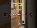 ただトイレに行っただけの息子を探し回る愛犬がとても健気でした #大型犬のいる生活 #ゴールデンレトリバー #冬のソナタ