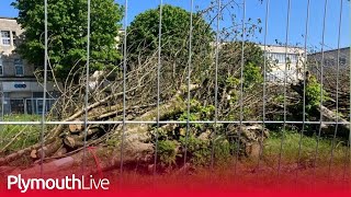 Plymouth City Council Armada Way trees legal battle