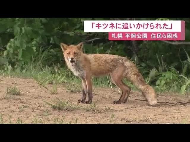 「ワンワン吠えながら向かってくる」"キツネ"住民を威嚇…追いかけられるケース相次ぐ 近くに子ギツネ3匹 (23/06/02 11:55)