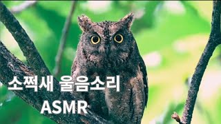 소쩍새 울음소리 ASMR | 잠이 잘오는 소리 | 시골 산속에서 울어대는 소쩍새 울음소리 | Scops owl sounds ASMR 소쩍새 울음소리 ASMR | 잠이 잘오는 소리 | 시골 산속에서 울어대는 소쩍새 울음소리 | Scops owl sounds ASMR