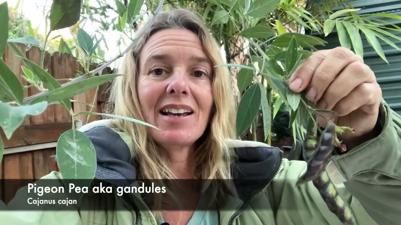 Сбор голубиного гороха, он же «гандулы»